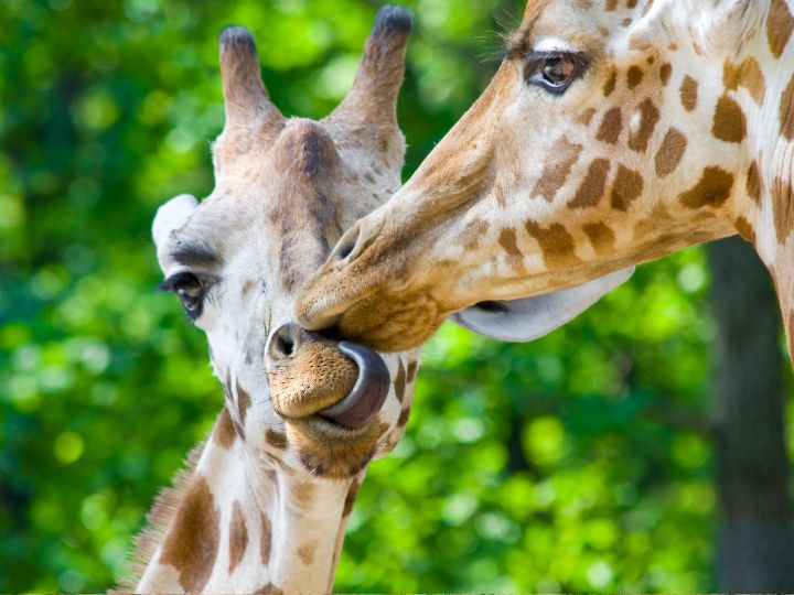 giraffe cleaning each other