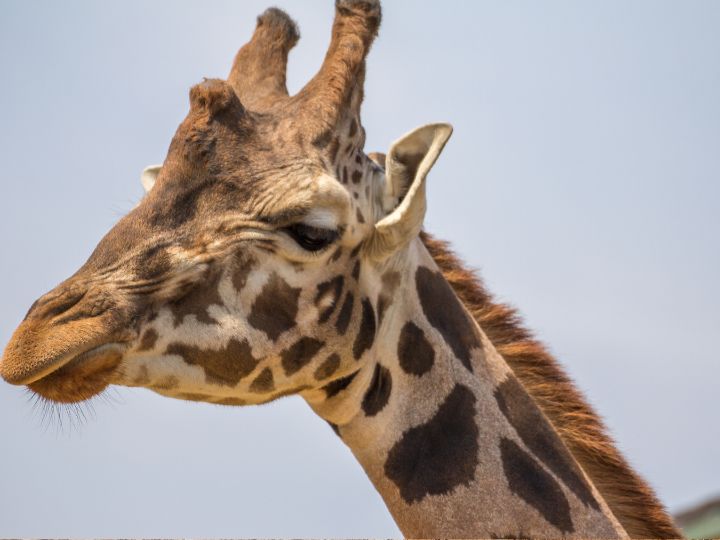 giraffe with whiskers
