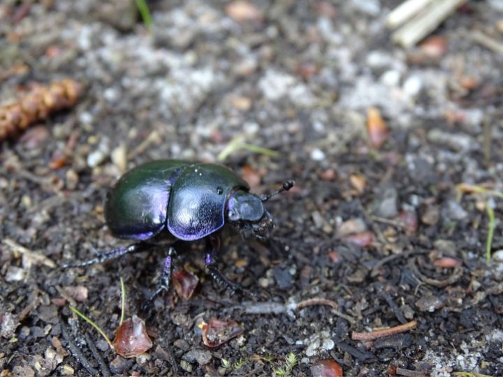 ground Beetles