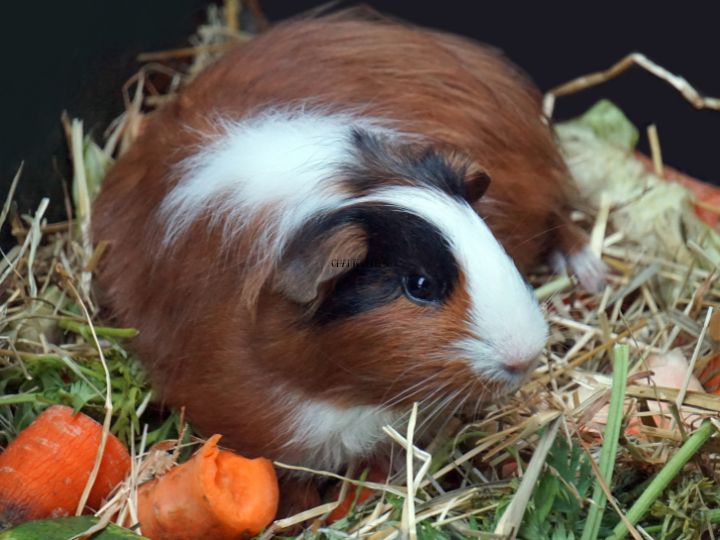 guinea pig eating a carrot