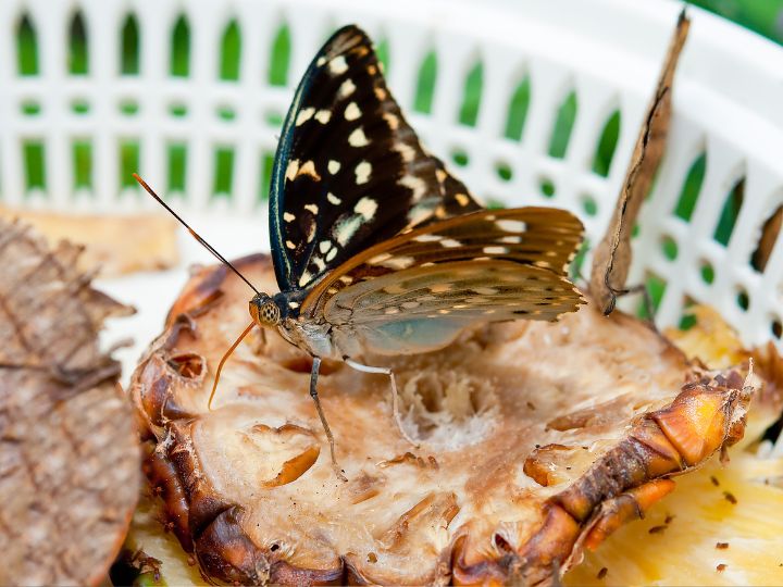 butterfly on pineapple ring