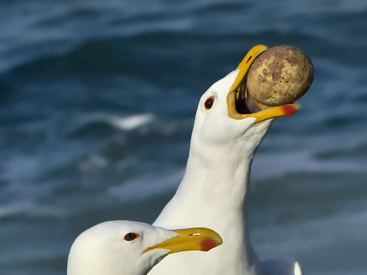 gull with king penguins egg