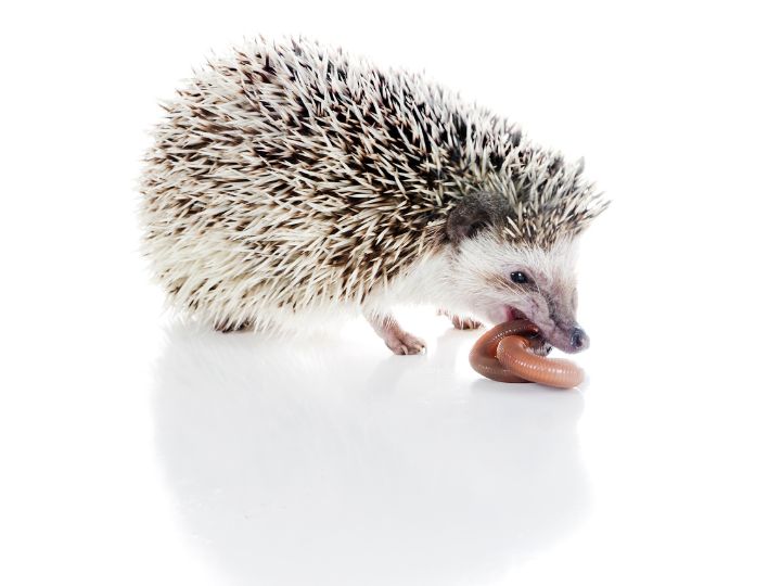 hedgehog eating a worm