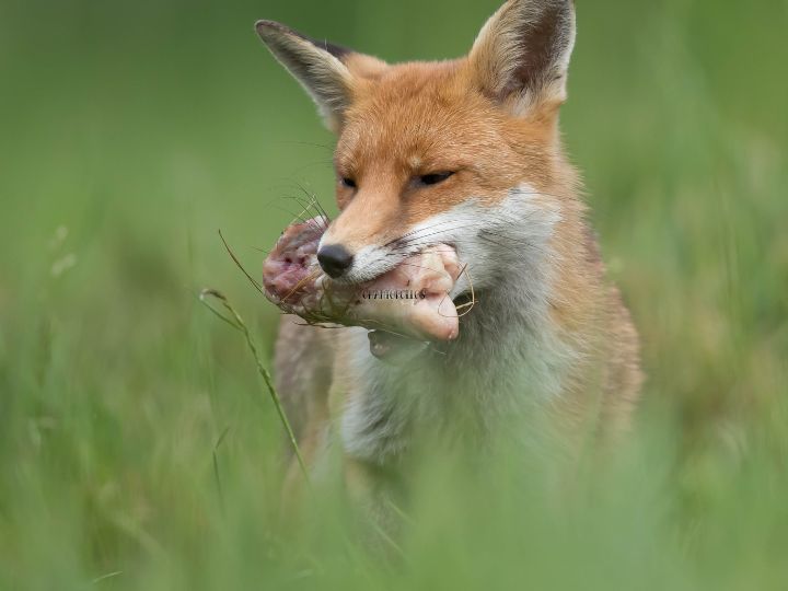 meat is an important part of the diet of the fox