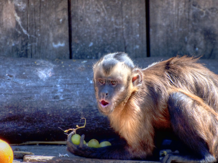 MONKEY EATING GRAPES
