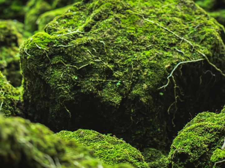 moss growing on rock