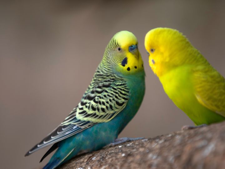 parakeet