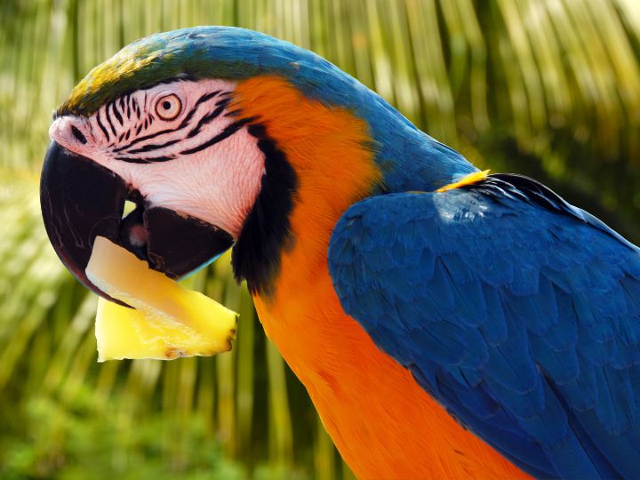 parrot eating pineapple