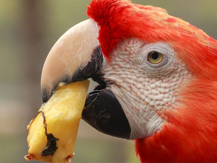 parrot eating pineapple