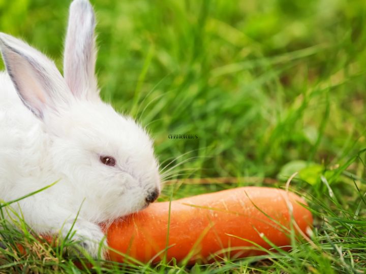 rabbit eating a carrot