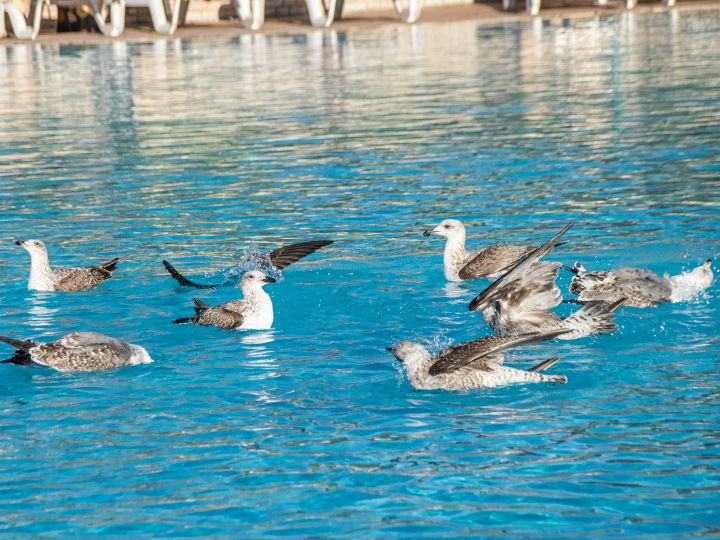 seagulls interacting with each other