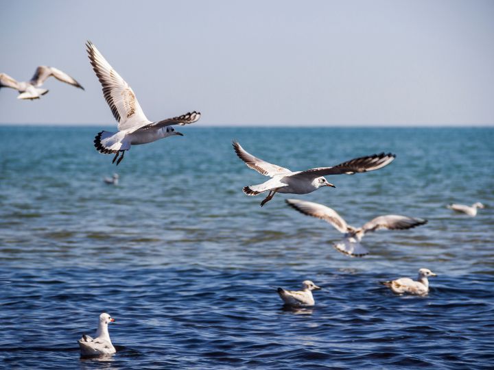 seagulls swimming