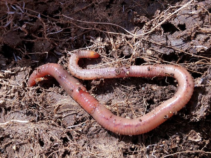 what animals eat worms?