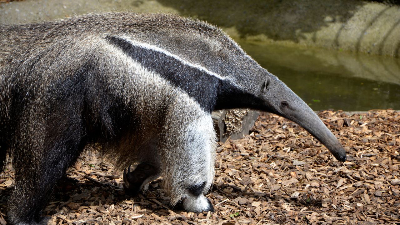 anteater