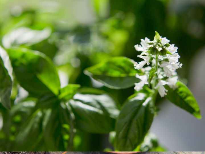 basil with small white flowers