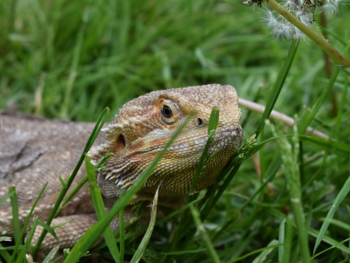 Bearded Dragon in the long grass