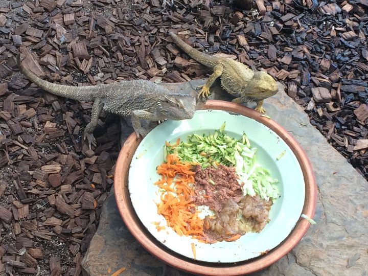 bearded dragons eating