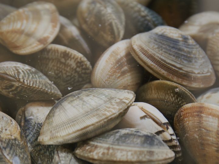 clams