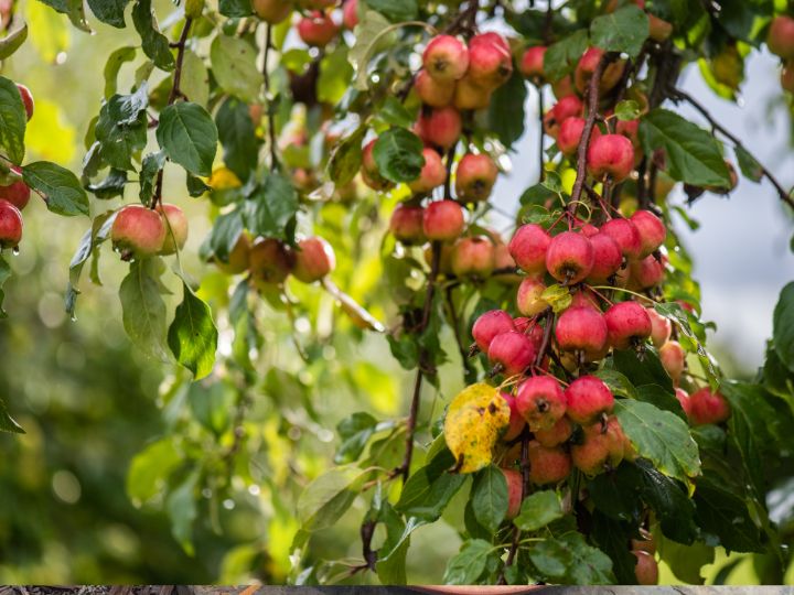 crab apples on tree