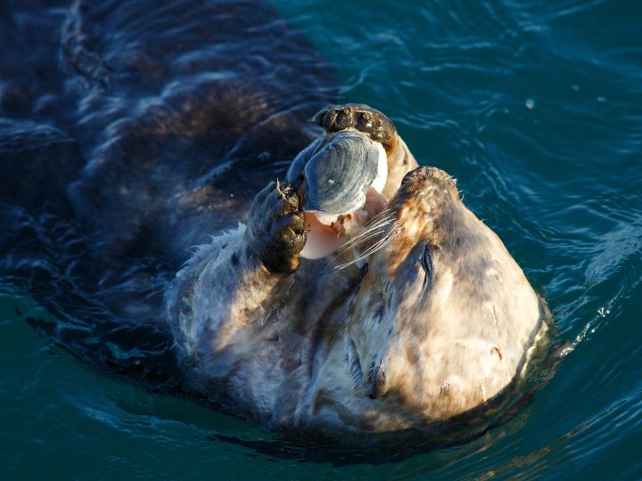 sea otter eating a clam
