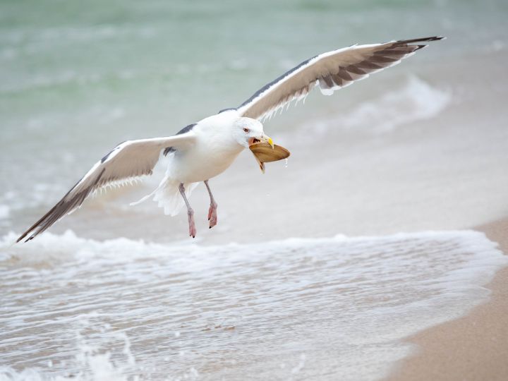 seagull eating clam