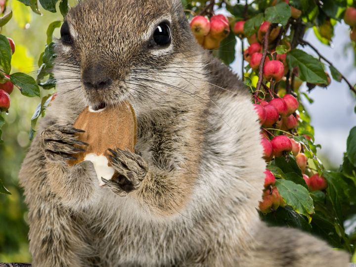 squirrel eating almond