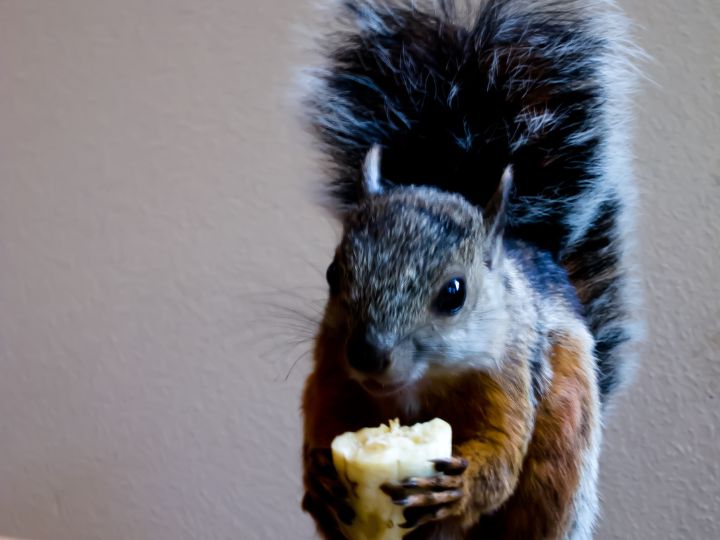 squirrel eating banana