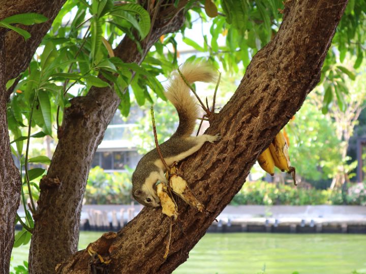 eating banana skin from a tree