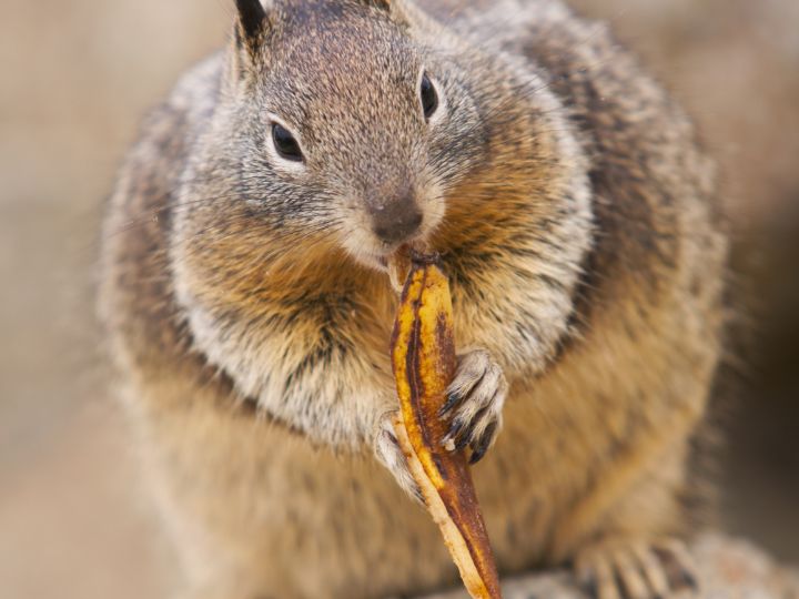 squirrel eating banana skin