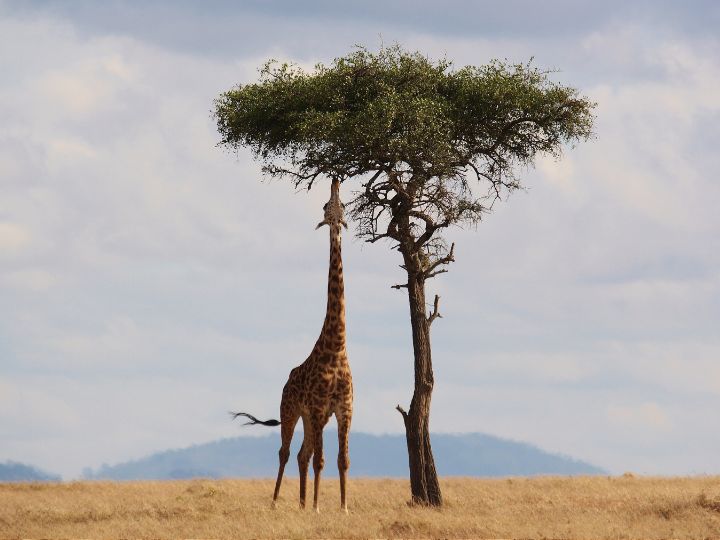 giraffe eating from a tall tree