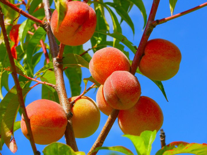 peach on tree