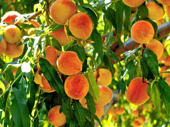 peaches on a tree