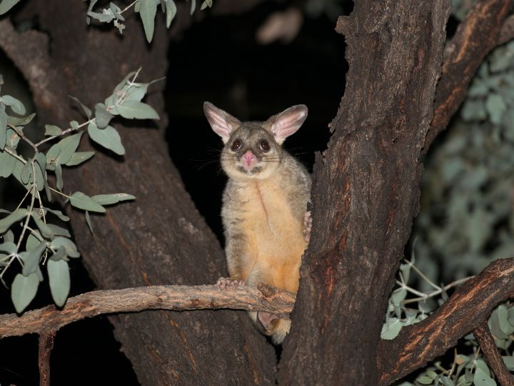 possum at night