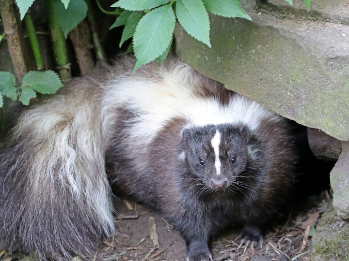 skunk live under houses