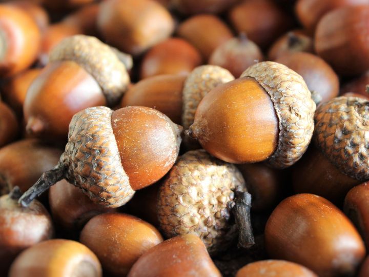 pile of acorns