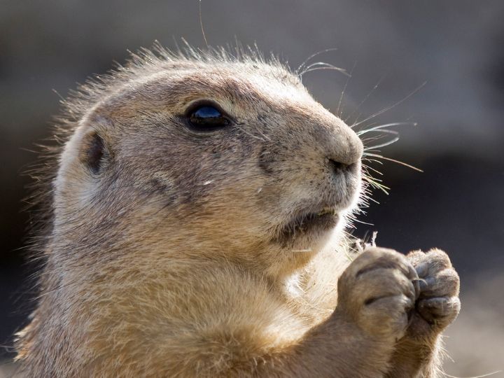 Groundhog live under houses