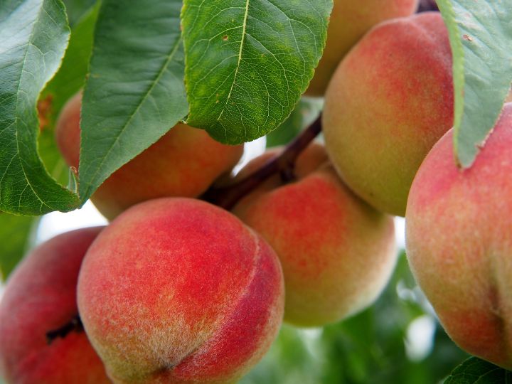 peach tree with ripe peaches