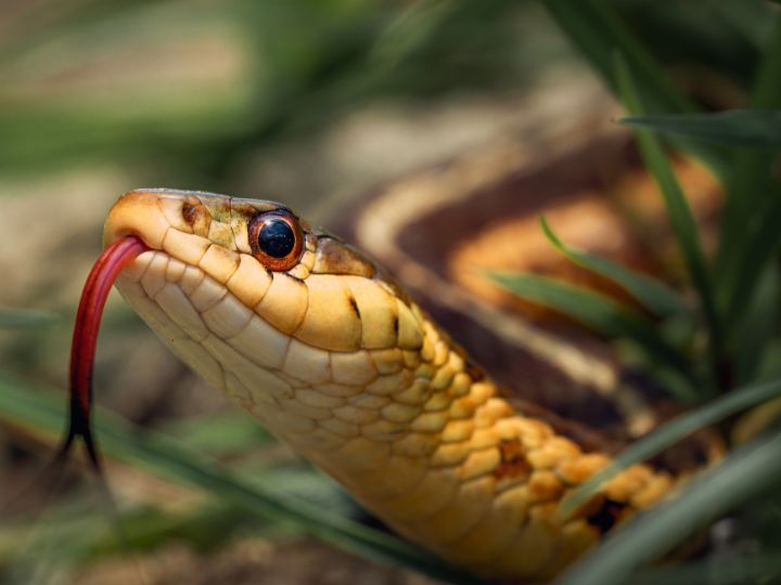 snakes live under houses