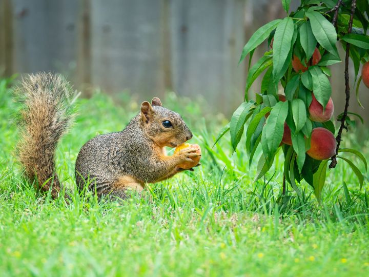 Squirrel eating peach