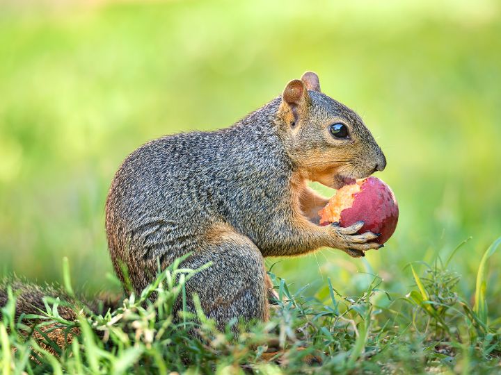 squirrel eating peach