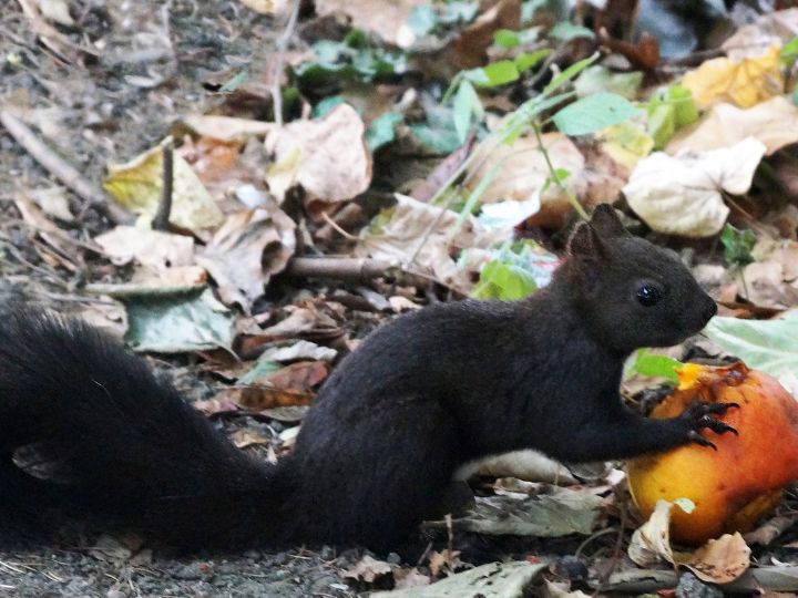 Squirrel eating peach