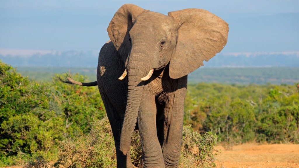 African elephant