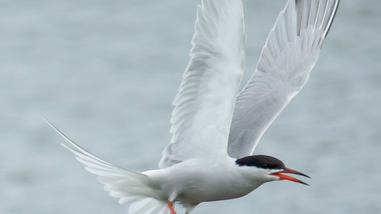 Arctic Terns