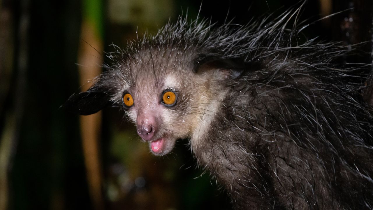 Aye-Aye