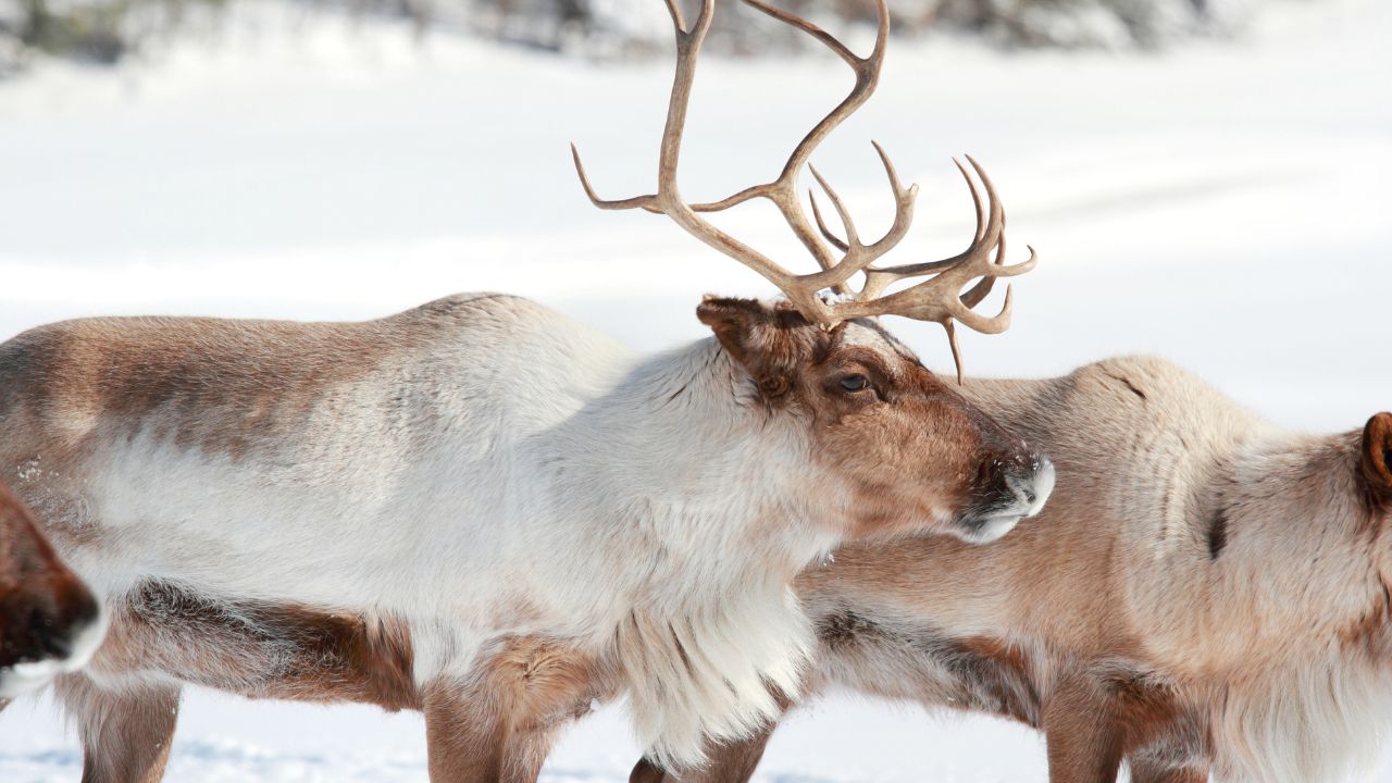 Caribou