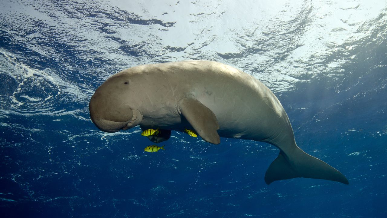 Dugong