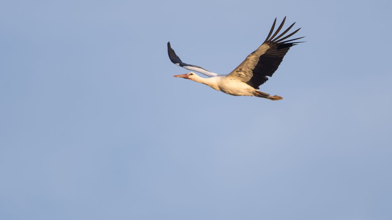 European Stork