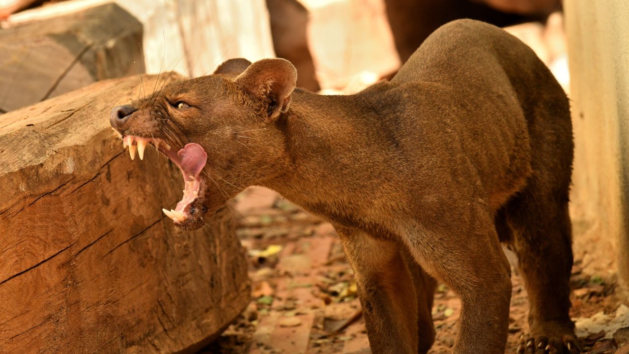 Fossa