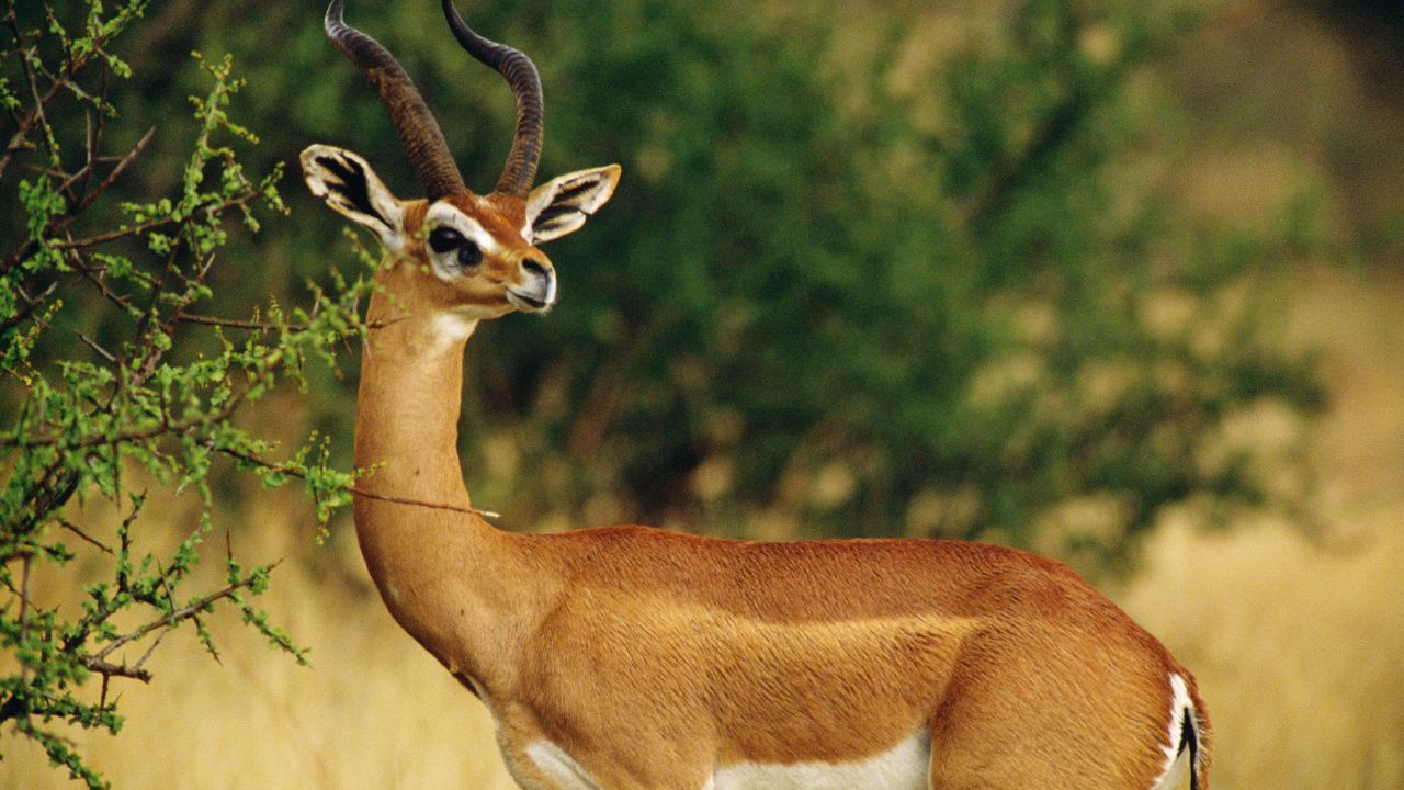 Gerenuk