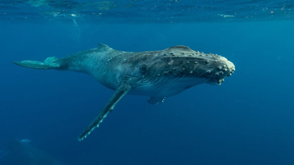 Humpback Whale